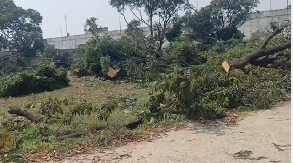 रुड़की के मंगलौर में एक बार फिर आम के बागों पर आरी का कहर जारी,